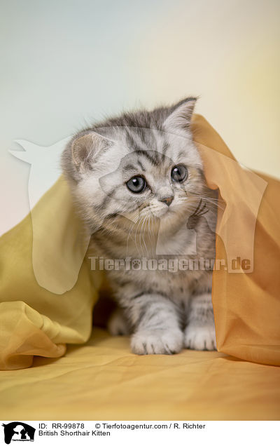 Britisch Kurzhaar Ktzchen / British Shorthair Kitten / RR-99878