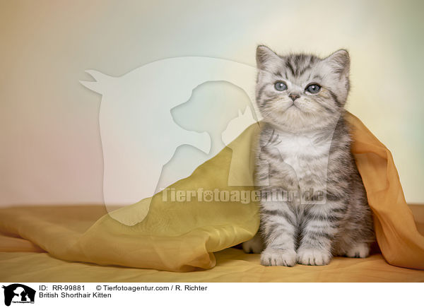 Britisch Kurzhaar Ktzchen / British Shorthair Kitten / RR-99881