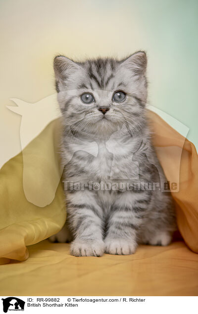 Britisch Kurzhaar Ktzchen / British Shorthair Kitten / RR-99882