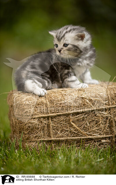 sitzendes Britisch Kurzhaar Ktzchen / sitting British Shorthair Kitten / RR-99888