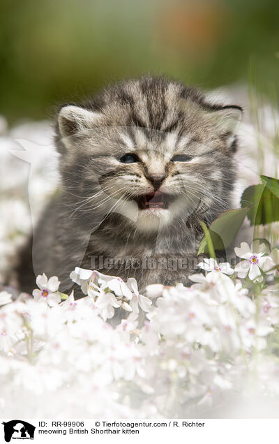 maunzendes Britisch Kurzhaar Ktzchen / meowing British Shorthair kitten / RR-99906