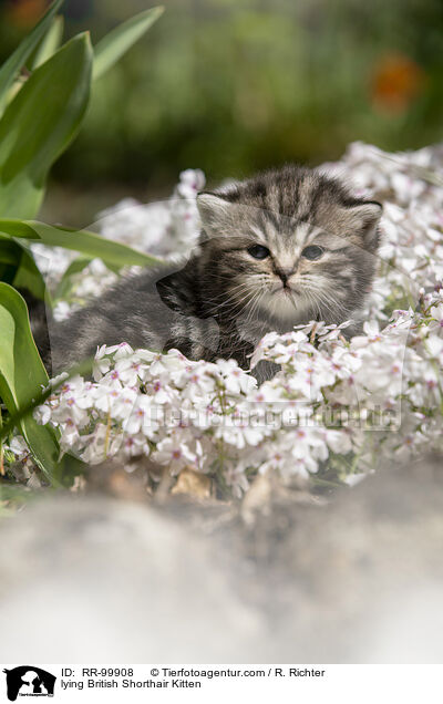liegendes Britisch Kurzhaar K�tzchen / lying British Shorthair Kitten / RR-99908