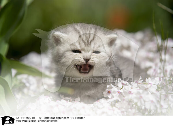 maunzendes Britisch Kurzhaar Ktzchen / meowing British Shorthair kitten / RR-99918