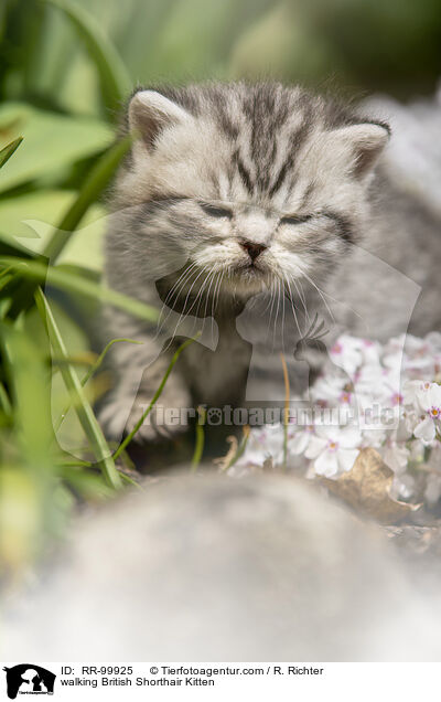 laufendes Britisch Kurzhaar K�tzchen / walking British Shorthair Kitten / RR-99925