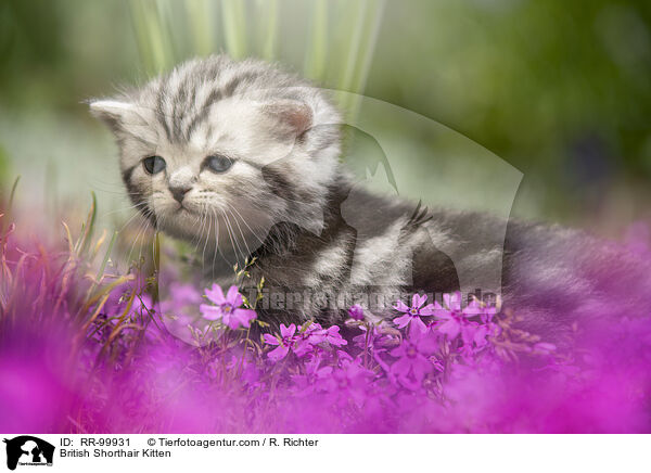 British Shorthair Kitten / RR-99931