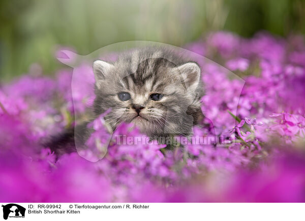 Britisch Kurzhaar Ktzchen / British Shorthair Kitten / RR-99942