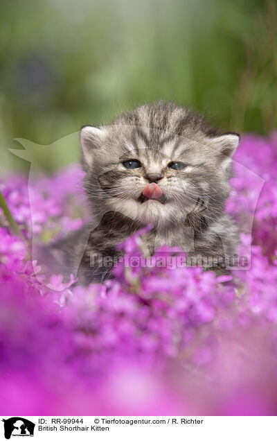 Britisch Kurzhaar K�tzchen / British Shorthair Kitten / RR-99944