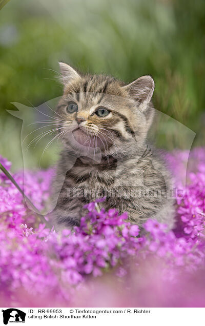 sitzendes Britisch Kurzhaar K�tzchen / sitting British Shorthair Kitten / RR-99953