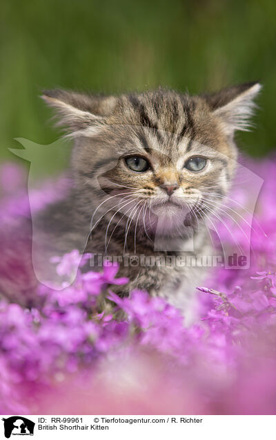Britisch Kurzhaar Ktzchen / British Shorthair Kitten / RR-99961