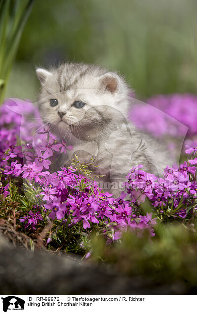 sitzendes Britisch Kurzhaar Ktzchen / sitting British Shorthair Kitten / RR-99972