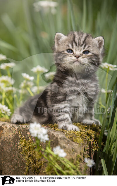 sitzendes Britisch Kurzhaar K�tzchen / sitting British Shorthair Kitten / RR-99977