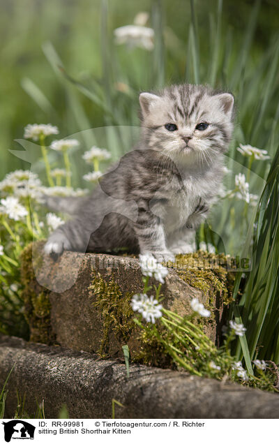 sitting British Shorthair Kitten / RR-99981
