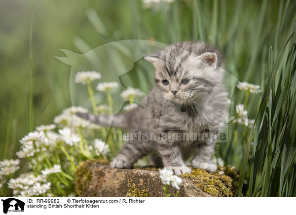 stehendes Britisch Kurzhaar K�tzchen / standing British Shorthair Kitten / RR-99982
