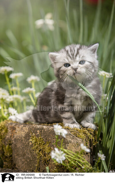sitzendes Britisch Kurzhaar Ktzchen / sitting British Shorthair Kitten / RR-99988