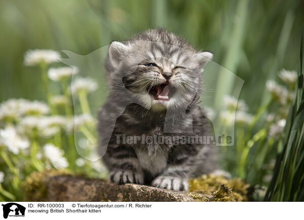 maunzendes Britisch Kurzhaar K�tzchen / meowing British Shorthair kitten / RR-100003