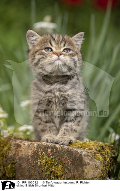 sitzendes Britisch Kurzhaar Ktzchen / sitting British Shorthair Kitten / RR-100012
