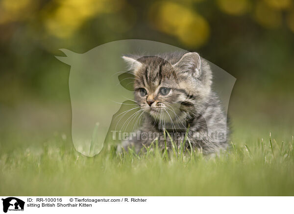 sitzendes Britisch Kurzhaar Ktzchen / sitting British Shorthair Kitten / RR-100016