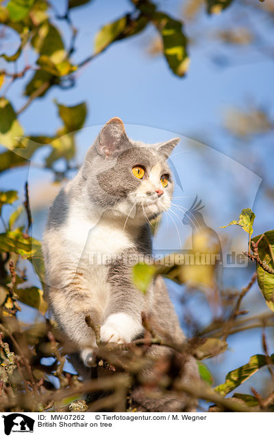 British Shorthair on tree / MW-07262