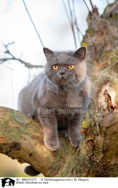 British Shorthair on tree / MW-07277