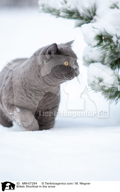British Shorthair in the snow / MW-07284