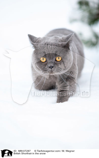 British Shorthair in the snow / MW-07287
