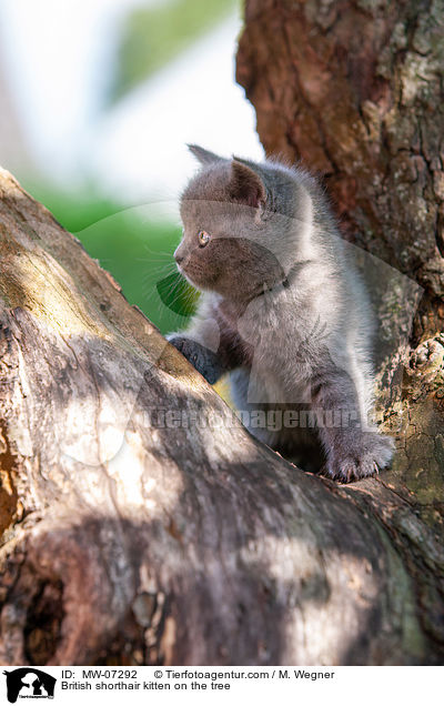 British shorthair kitten on the tree / MW-07292