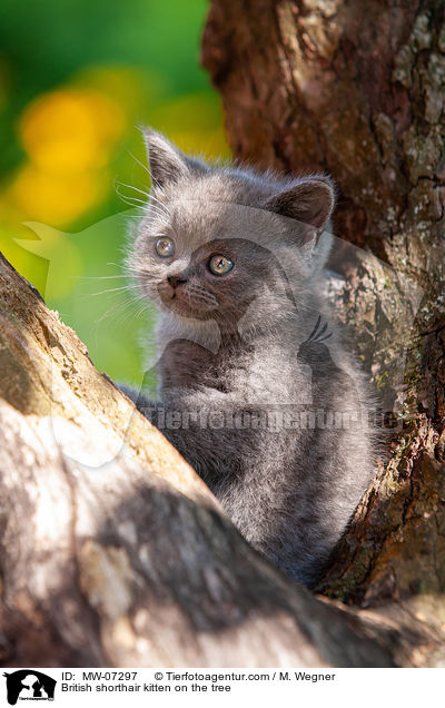 British shorthair kitten on the tree / MW-07297