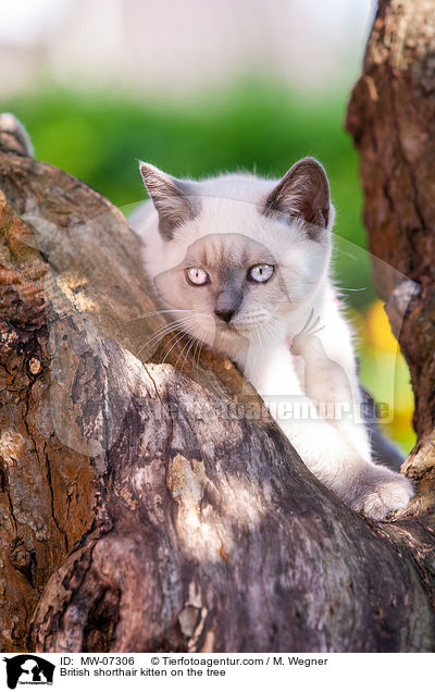 Britisch Kurzhaar Ktzchen auf dem Baum / British shorthair kitten on the tree / MW-07306