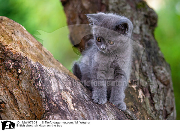 British shorthair kitten on the tree / MW-07308