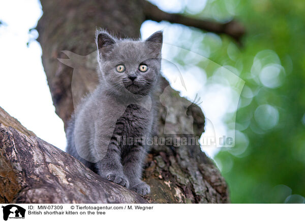 British shorthair kitten on the tree / MW-07309