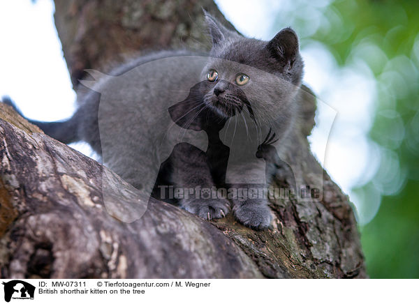 British shorthair kitten on the tree / MW-07311