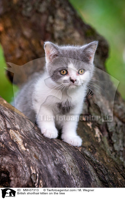 Britisch Kurzhaar Ktzchen auf dem Baum / British shorthair kitten on the tree / MW-07313