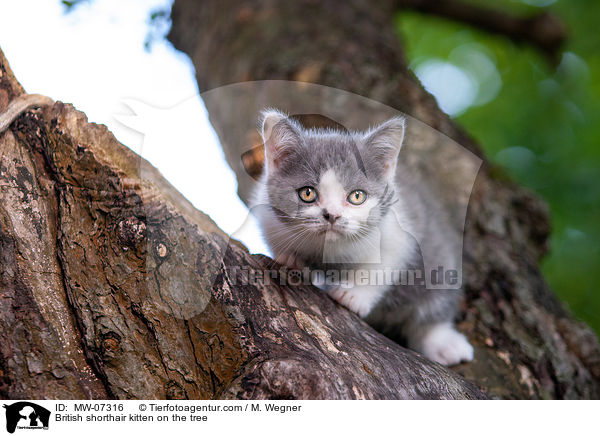 Britisch Kurzhaar Ktzchen auf dem Baum / British shorthair kitten on the tree / MW-07316