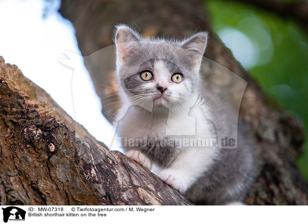 Britisch Kurzhaar Ktzchen auf dem Baum / British shorthair kitten on the tree / MW-07318