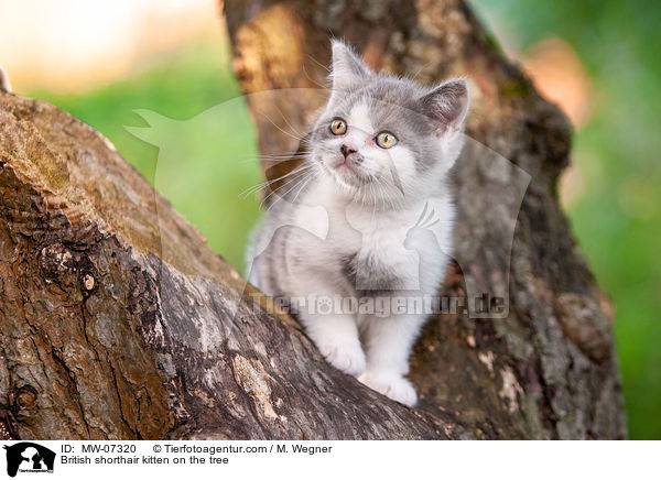 Britisch Kurzhaar Ktzchen auf dem Baum / British shorthair kitten on the tree / MW-07320
