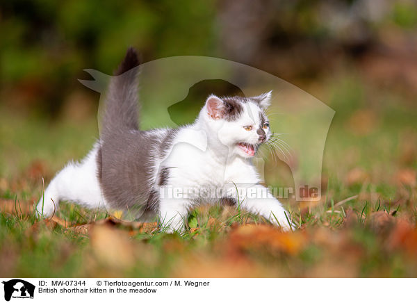 Britisch Kurzhaar K�tzchen auf der Wiese / British shorthair kitten in the meadow / MW-07344