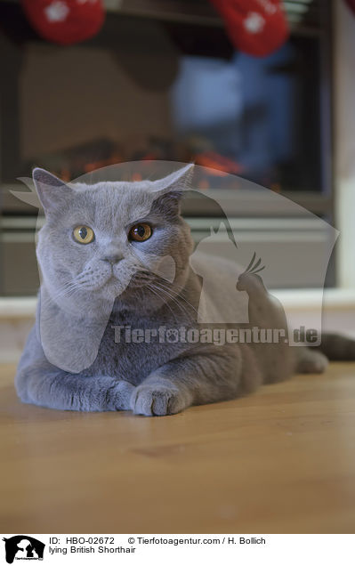 lying British Shorthair / HBO-02672