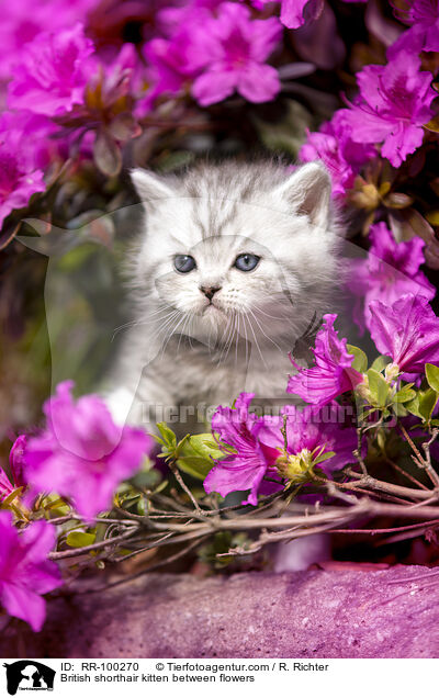 Britisch Kurzhaar K�tzchen zwischen Bl�ten / British shorthair kitten between flowers / RR-100270