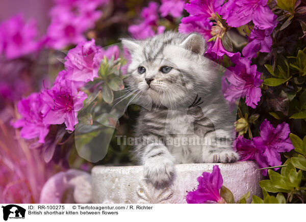 Britisch Kurzhaar Ktzchen zwischen Blten / British shorthair kitten between flowers / RR-100275