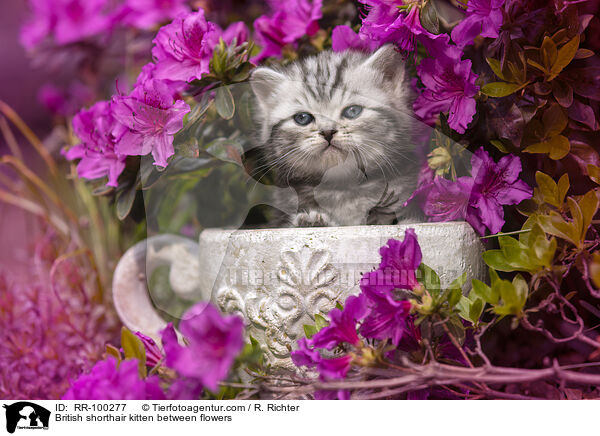 Britisch Kurzhaar Ktzchen zwischen Blten / British shorthair kitten between flowers / RR-100277