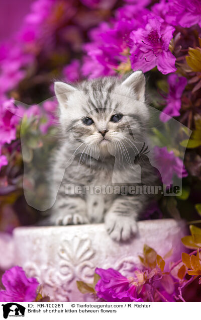 Britisch Kurzhaar Ktzchen zwischen Blten / British shorthair kitten between flowers / RR-100281