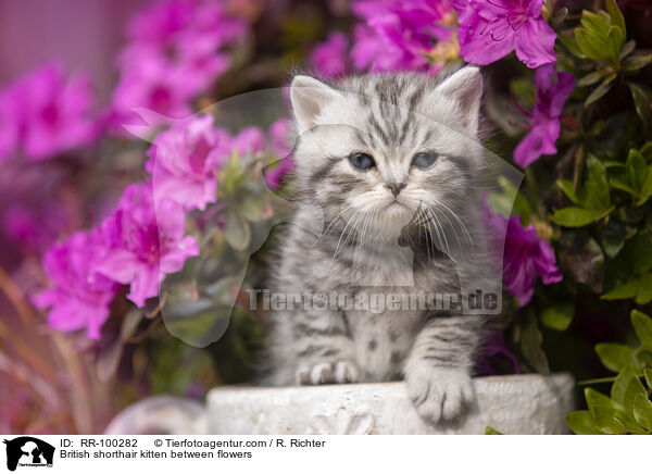 Britisch Kurzhaar Ktzchen zwischen Blten / British shorthair kitten between flowers / RR-100282