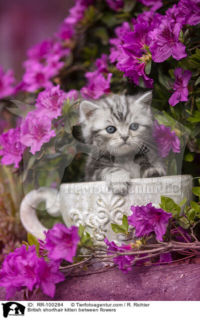 Britisch Kurzhaar Ktzchen zwischen Blten / British shorthair kitten between flowers / RR-100284
