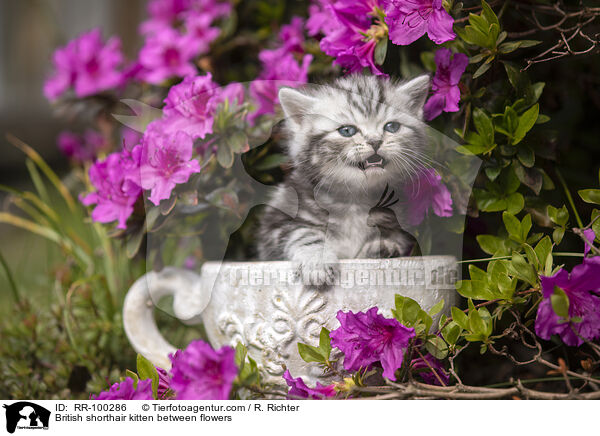 Britisch Kurzhaar Ktzchen zwischen Blten / British shorthair kitten between flowers / RR-100286
