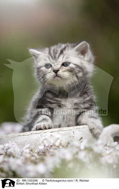 Britisch Kurzhaar K�tzchen / British Shorthair Kitten / RR-100298