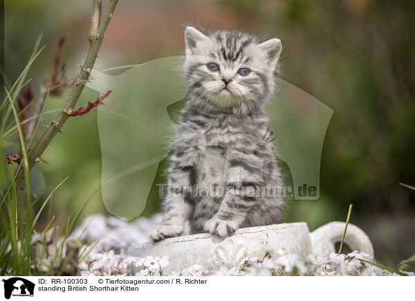 stehendes Britisch Kurzhaar K�tzchen / standing British Shorthair Kitten / RR-100303