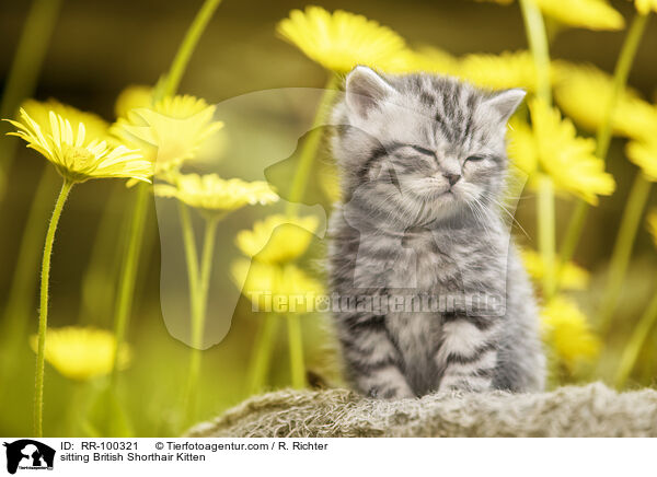 sitzendes Britisch Kurzhaar Ktzchen / sitting British Shorthair Kitten / RR-100321