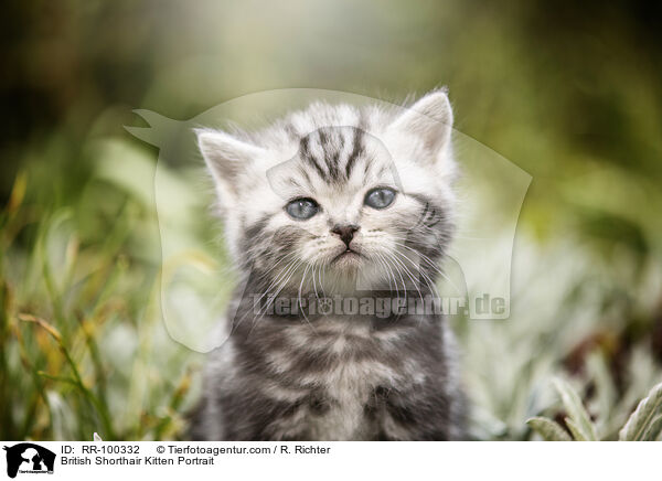 Britisch Kurzhaar Ktzchen Portrait / British Shorthair Kitten Portrait / RR-100332