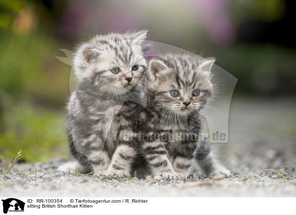 sitzendes Britisch Kurzhaar Ktzchen / sitting British Shorthair Kitten / RR-100354