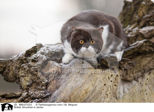 Britisch Kurzhaar im Winter / British Shorthair in winter / MW-07532